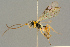  (Lathrolestes citreus - BC-ZSM-HYM-27503-B09)  @11 [ ] CreativeCommons - Attribution Non-Commercial Share-Alike (2016) SNSB, Staatliche Naturwissenschaftliche Sammlungen Bayerns ZSM (SNSB, Zoologische Staatssammlung Muenchen)