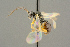  ( - BC-ZSM-HYM-27503-B10)  @11 [ ] CreativeCommons - Attribution Non-Commercial Share-Alike (2016) SNSB, Staatliche Naturwissenschaftliche Sammlungen Bayerns ZSM (SNSB, Zoologische Staatssammlung Muenchen)