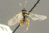  ( - BC-ZSM-HYM-27503-B11)  @11 [ ] CreativeCommons - Attribution Non-Commercial Share-Alike (2016) SNSB, Staatliche Naturwissenschaftliche Sammlungen Bayerns ZSM (SNSB, Zoologische Staatssammlung Muenchen)