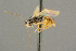  ( - BC-ZSM-HYM-27503-B12)  @11 [ ] CreativeCommons - Attribution Non-Commercial Share-Alike (2016) SNSB, Staatliche Naturwissenschaftliche Sammlungen Bayerns ZSM (SNSB, Zoologische Staatssammlung Muenchen)