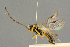  (Lathrolestes macropygus - BC-ZSM-HYM-27503-C05)  @14 [ ] CreativeCommons - Attribution Non-Commercial Share-Alike (2016) SNSB, Staatliche Naturwissenschaftliche Sammlungen Bayerns ZSM (SNSB, Zoologische Staatssammlung Muenchen)