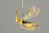  (Lathrolestes pictilis - BC-ZSM-HYM-27503-C12)  @14 [ ] CreativeCommons - Attribution Non-Commercial Share-Alike (2016) SNSB, Staatliche Naturwissenschaftliche Sammlungen Bayerns ZSM (SNSB, Zoologische Staatssammlung Muenchen)