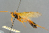  ( - BC-ZSM-HYM-27503-D01)  @13 [ ] CreativeCommons - Attribution Non-Commercial Share-Alike (2016) SNSB, Staatliche Naturwissenschaftliche Sammlungen Bayerns ZSM (SNSB, Zoologische Staatssammlung Muenchen)