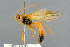  ( - BC-ZSM-HYM-27503-D02)  @13 [ ] CreativeCommons - Attribution Non-Commercial Share-Alike (2016) SNSB, Staatliche Naturwissenschaftliche Sammlungen Bayerns ZSM (SNSB, Zoologische Staatssammlung Muenchen)