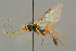  (Perilissus amperis - BC-ZSM-HYM-27503-D04)  @11 [ ] CreativeCommons - Attribution Non-Commercial Share-Alike (2016) SNSB, Staatliche Naturwissenschaftliche Sammlungen Bayerns ZSM (SNSB, Zoologische Staatssammlung Muenchen)