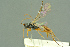  (Perilissus lutescens - BC-ZSM-HYM-27503-D11)  @14 [ ] CreativeCommons - Attribution Non-Commercial Share-Alike (2016) SNSB, Staatliche Naturwissenschaftliche Sammlungen Bayerns ZSM (SNSB, Zoologische Staatssammlung Muenchen)