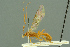  ( - BC-ZSM-HYM-27503-E01)  @11 [ ] CreativeCommons - Attribution Non-Commercial Share-Alike (2016) SNSB, Staatliche Naturwissenschaftliche Sammlungen Bayerns ZSM (SNSB, Zoologische Staatssammlung Muenchen)