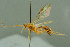 ( - BC-ZSM-HYM-27503-E02)  @11 [ ] CreativeCommons - Attribution Non-Commercial Share-Alike (2016) SNSB, Staatliche Naturwissenschaftliche Sammlungen Bayerns ZSM (SNSB, Zoologische Staatssammlung Muenchen)