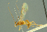  ( - BC-ZSM-HYM-27503-E03)  @11 [ ] CreativeCommons - Attribution Non-Commercial Share-Alike (2016) SNSB, Staatliche Naturwissenschaftliche Sammlungen Bayerns ZSM (SNSB, Zoologische Staatssammlung Muenchen)