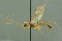  ( - BC-ZSM-HYM-27503-E04)  @14 [ ] CreativeCommons - Attribution Non-Commercial Share-Alike (2016) SNSB, Staatliche Naturwissenschaftliche Sammlungen Bayerns ZSM (SNSB, Zoologische Staatssammlung Muenchen)