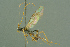  ( - BC-ZSM-HYM-27503-E05)  @11 [ ] CreativeCommons - Attribution Non-Commercial Share-Alike (2016) SNSB, Staatliche Naturwissenschaftliche Sammlungen Bayerns ZSM (SNSB, Zoologische Staatssammlung Muenchen)