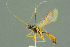  ( - BC-ZSM-HYM-27503-E07)  @11 [ ] CreativeCommons - Attribution Non-Commercial Share-Alike (2016) SNSB, Staatliche Naturwissenschaftliche Sammlungen Bayerns ZSM (SNSB, Zoologische Staatssammlung Muenchen)