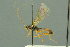  ( - BC-ZSM-HYM-27503-E08)  @11 [ ] CreativeCommons - Attribution Non-Commercial Share-Alike (2016) SNSB, Staatliche Naturwissenschaftliche Sammlungen Bayerns ZSM (SNSB, Zoologische Staatssammlung Muenchen)