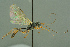  ( - BC-ZSM-HYM-27503-E10)  @13 [ ] CreativeCommons - Attribution Non-Commercial Share-Alike (2016) SNSB, Staatliche Naturwissenschaftliche Sammlungen Bayerns ZSM (SNSB, Zoologische Staatssammlung Muenchen)
