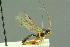  ( - BC-ZSM-HYM-27503-E11)  @11 [ ] CreativeCommons - Attribution Non-Commercial Share-Alike (2016) SNSB, Staatliche Naturwissenschaftliche Sammlungen Bayerns ZSM (SNSB, Zoologische Staatssammlung Muenchen)