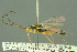  ( - BC-ZSM-HYM-27503-E12)  @11 [ ] CreativeCommons - Attribution Non-Commercial Share-Alike (2016) SNSB, Staatliche Naturwissenschaftliche Sammlungen Bayerns ZSM (SNSB, Zoologische Staatssammlung Muenchen)