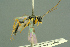  (Trematopygodes aprilinus - BC-ZSM-HYM-27503-F02)  @11 [ ] CreativeCommons - Attribution Non-Commercial Share-Alike (2016) SNSB, Staatliche Naturwissenschaftliche Sammlungen Bayerns ZSM (SNSB, Zoologische Staatssammlung Muenchen)