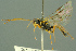  ( - BC-ZSM-HYM-27503-F03)  @11 [ ] CreativeCommons - Attribution Non-Commercial Share-Alike (2016) SNSB, Staatliche Naturwissenschaftliche Sammlungen Bayerns ZSM (SNSB, Zoologische Staatssammlung Muenchen)