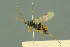  (Zaplethocornia exstinctor - BC-ZSM-HYM-27503-F05)  @11 [ ] CreativeCommons - Attribution Non-Commercial Share-Alike (2016) SNSB, Staatliche Naturwissenschaftliche Sammlungen Bayerns ZSM (SNSB, Zoologische Staatssammlung Muenchen)