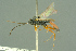  ( - BC-ZSM-HYM-27503-G09)  @11 [ ] CreativeCommons - Attribution Non-Commercial Share-Alike (2016) SNSB, Staatliche Naturwissenschaftliche Sammlungen Bayerns ZSM (SNSB, Zoologische Staatssammlung Muenchen)