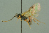  ( - BC-ZSM-HYM-27503-G10)  @11 [ ] CreativeCommons - Attribution Non-Commercial Share-Alike (2016) SNSB, Staatliche Naturwissenschaftliche Sammlungen Bayerns ZSM (SNSB, Zoologische Staatssammlung Muenchen)