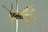  ( - BC-ZSM-HYM-27503-G11)  @11 [ ] CreativeCommons - Attribution Non-Commercial Share-Alike (2016) SNSB, Staatliche Naturwissenschaftliche Sammlungen Bayerns ZSM (SNSB, Zoologische Staatssammlung Muenchen)
