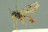  ( - BC-ZSM-HYM-27503-H04)  @11 [ ] CreativeCommons - Attribution Non-Commercial Share-Alike (2016) SNSB, Staatliche Naturwissenschaftliche Sammlungen Bayerns ZSM (SNSB, Zoologische Staatssammlung Muenchen)