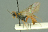  ( - BC-ZSM-HYM-27503-H05)  @11 [ ] CreativeCommons - Attribution Non-Commercial Share-Alike (2016) SNSB, Staatliche Naturwissenschaftliche Sammlungen Bayerns ZSM (SNSB, Zoologische Staatssammlung Muenchen)