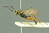  ( - BC-ZSM-HYM-27503-H06)  @11 [ ] CreativeCommons - Attribution Non-Commercial Share-Alike (2016) SNSB, Staatliche Naturwissenschaftliche Sammlungen Bayerns ZSM (SNSB, Zoologische Staatssammlung Muenchen)