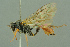  ( - BC-ZSM-HYM-27503-H08)  @11 [ ] CreativeCommons - Attribution Non-Commercial Share-Alike (2016) SNSB, Staatliche Naturwissenschaftliche Sammlungen Bayerns ZSM (SNSB, Zoologische Staatssammlung Muenchen)
