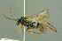  ( - BC-ZSM-HYM-27503-H09)  @14 [ ] CreativeCommons - Attribution Non-Commercial Share-Alike (2016) SNSB, Staatliche Naturwissenschaftliche Sammlungen Bayerns ZSM (SNSB, Zoologische Staatssammlung Muenchen)