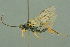  ( - BC-ZSM-HYM-27503-H10)  @14 [ ] CreativeCommons - Attribution Non-Commercial Share-Alike (2016) SNSB, Staatliche Naturwissenschaftliche Sammlungen Bayerns ZSM (SNSB, Zoologische Staatssammlung Muenchen)