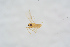  ( - BC-ZSM-HYM-27504-A02)  @11 [ ] CreativeCommons - Attribution Non-Commercial Share-Alike (2017) SNSB, Staatliche Naturwissenschaftliche Sammlungen Bayerns ZSM (SNSB, Zoologische Staatssammlung Muenchen)