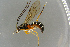  ( - BC-ZSM-HYM-27533-C03)  @13 [ ] CreativeCommons - Attribution Non-Commercial Share-Alike (2016) SNSB, Staatliche Naturwissenschaftliche Sammlungen Bayerns ZSM (SNSB, Zoologische Staatssammlung Muenchen)