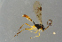  ( - BC-ZSM-HYM-27533-C10)  @11 [ ] CreativeCommons - Attribution Non-Commercial Share-Alike (2016) SNSB, Staatliche Naturwissenschaftliche Sammlungen Bayerns ZSM (SNSB, Zoologische Staatssammlung Muenchen)