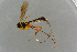  ( - BC-ZSM-HYM-27533-C12)  @11 [ ] CreativeCommons - Attribution Non-Commercial Share-Alike (2016) SNSB, Staatliche Naturwissenschaftliche Sammlungen Bayerns ZSM (SNSB, Zoologische Staatssammlung Muenchen)