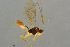  ( - BC-ZSM-HYM-27533-D03)  @12 [ ] CreativeCommons - Attribution Non-Commercial Share-Alike (2016) SNSB, Staatliche Naturwissenschaftliche Sammlungen Bayerns ZSM (SNSB, Zoologische Staatssammlung Muenchen)