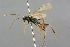  ( - BC-ZSM-HYM-27533-D10)  @13 [ ] CreativeCommons - Attribution Non-Commercial Share-Alike (2016) SNSB, Staatliche Naturwissenschaftliche Sammlungen Bayerns ZSM (SNSB, Zoologische Staatssammlung Muenchen)