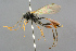  ( - BC-ZSM-HYM-27533-D11)  @13 [ ] CreativeCommons - Attribution Non-Commercial Share-Alike (2016) SNSB, Staatliche Naturwissenschaftliche Sammlungen Bayerns ZSM (SNSB, Zoologische Staatssammlung Muenchen)