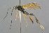  ( - BC-ZSM-HYM-27533-D12)  @14 [ ] CreativeCommons - Attribution Non-Commercial Share-Alike (2016) SNSB, Staatliche Naturwissenschaftliche Sammlungen Bayerns ZSM (SNSB, Zoologische Staatssammlung Muenchen)