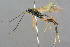  ( - BC-ZSM-HYM-27533-E01)  @14 [ ] CreativeCommons - Attribution Non-Commercial Share-Alike (2016) SNSB, Staatliche Naturwissenschaftliche Sammlungen Bayerns ZSM (SNSB, Zoologische Staatssammlung Muenchen)