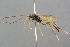 ( - BC-ZSM-HYM-27533-E02)  @14 [ ] CreativeCommons - Attribution Non-Commercial Share-Alike (2016) SNSB, Staatliche Naturwissenschaftliche Sammlungen Bayerns ZSM (SNSB, Zoologische Staatssammlung Muenchen)