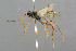  ( - BC-ZSM-HYM-27533-E03)  @14 [ ] CreativeCommons - Attribution Non-Commercial Share-Alike (2016) SNSB, Staatliche Naturwissenschaftliche Sammlungen Bayerns ZSM (SNSB, Zoologische Staatssammlung Muenchen)