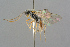 ( - BC-ZSM-HYM-27533-F02)  @13 [ ] CreativeCommons - Attribution Non-Commercial Share-Alike (2016) SNSB, Staatliche Naturwissenschaftliche Sammlungen Bayerns ZSM (SNSB, Zoologische Staatssammlung Muenchen)