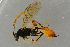  ( - BC-ZSM-HYM-27533-F04)  @13 [ ] CreativeCommons - Attribution Non-Commercial Share-Alike (2016) SNSB, Staatliche Naturwissenschaftliche Sammlungen Bayerns ZSM (SNSB, Zoologische Staatssammlung Muenchen)