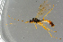  ( - BC-ZSM-HYM-27533-F06)  @12 [ ] CreativeCommons - Attribution Non-Commercial Share-Alike (2016) SNSB, Staatliche Naturwissenschaftliche Sammlungen Bayerns ZSM (SNSB, Zoologische Staatssammlung Muenchen)