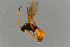  ( - BC-ZSM-HYM-27533-F09)  @14 [ ] CreativeCommons - Attribution Non-Commercial Share-Alike (2016) SNSB, Staatliche Naturwissenschaftliche Sammlungen Bayerns ZSM (SNSB, Zoologische Staatssammlung Muenchen)