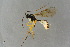  ( - BC-ZSM-HYM-27533-F12)  @13 [ ] CreativeCommons - Attribution Non-Commercial Share-Alike (2016) SNSB, Staatliche Naturwissenschaftliche Sammlungen Bayerns ZSM (SNSB, Zoologische Staatssammlung Muenchen)