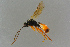  ( - BC-ZSM-HYM-27533-G04)  @13 [ ] CreativeCommons - Attribution Non-Commercial Share-Alike (2016) SNSB, Staatliche Naturwissenschaftliche Sammlungen Bayerns ZSM (SNSB, Zoologische Staatssammlung Muenchen)