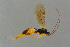  ( - BC-ZSM-HYM-27533-G06)  @12 [ ] CreativeCommons - Attribution Non-Commercial Share-Alike (2016) SNSB, Staatliche Naturwissenschaftliche Sammlungen Bayerns ZSM (SNSB, Zoologische Staatssammlung Muenchen)